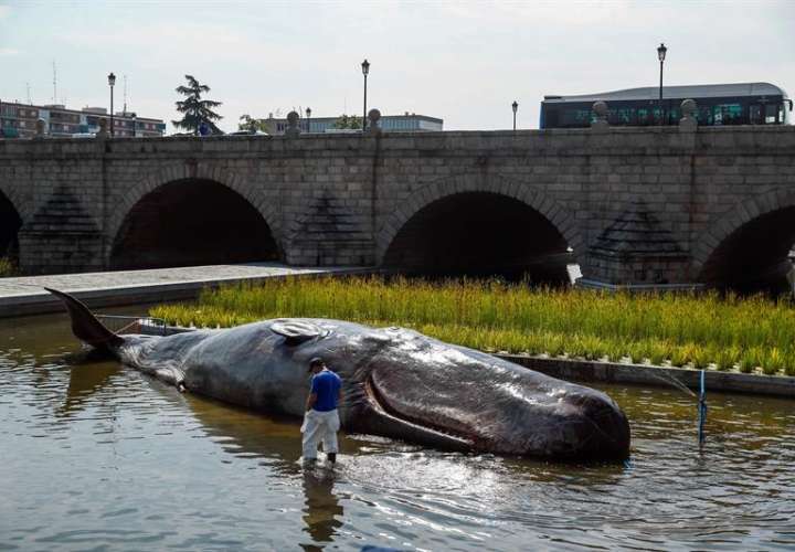 Una instalación artística en el río Manzanares de Madrid denuncia este fin de semana la degradación de los océanos con la escultura a tamaño real de un cachalote varado de 15 metros. EFE