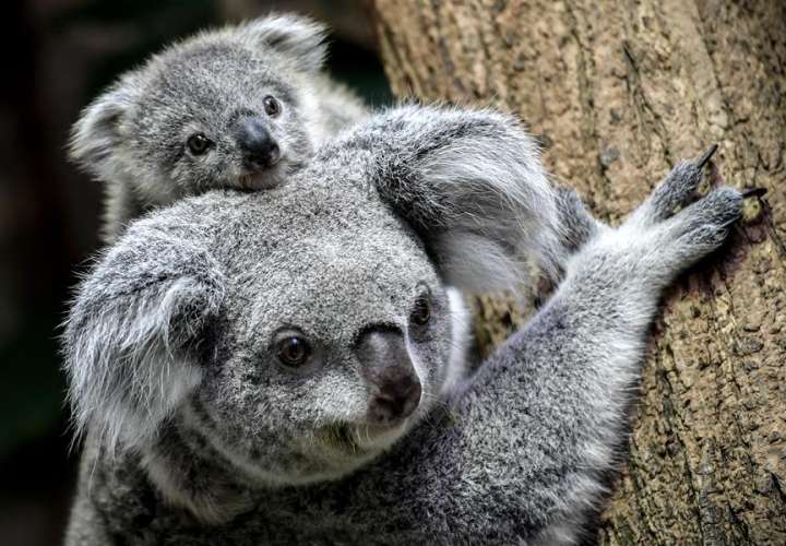 La clamidia de los koalas, una clave para tratar esta enfermedad en humanos