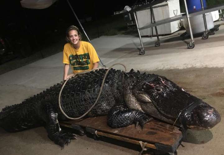 La joven Kelby  posa con el gigantesco caimán de más 3,6 metros de largo y 210 kilos de peso, que chocó con un camión con remolque mientras cruzaba una autopista interestatal, en el noroeste de Florida (EE.UU.). EFE/Vaughan Gators