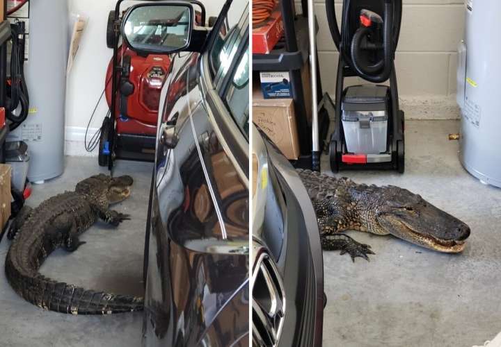 Encuentra un caimán de más de dos metros en su garaje