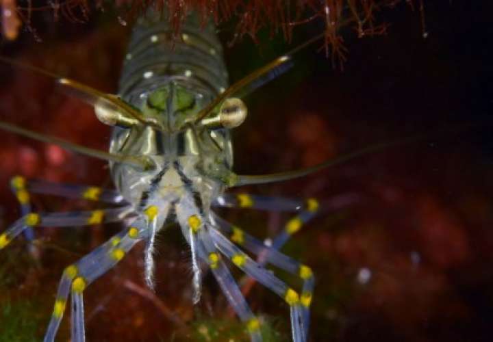 Descubren una nueva especie de camarón en isla Coiba 