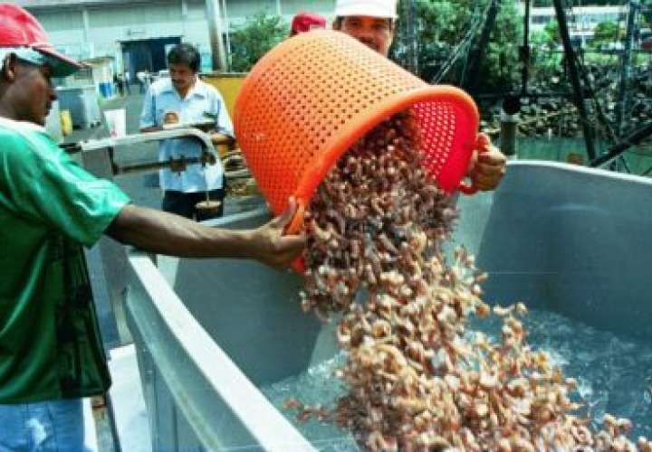 Panamá recibe certificación para exportar camarones a Estados Unidos