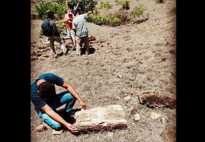 Los restos fósiles se encontraron en el área de Los Boquerones, en la provincia central de Veraguas. Foto: Stri