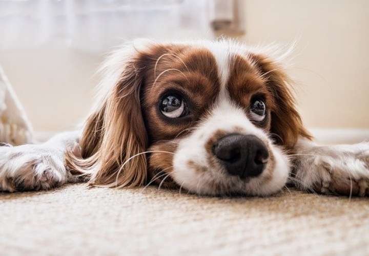 Resistencia del perro a enfermedades priónicas puede ayudar a nuevas terapias