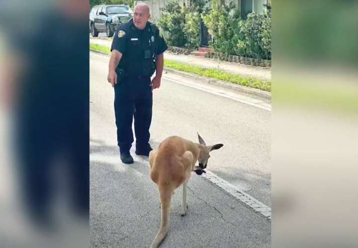"Detienen" a canguro que paseaba por una ciudad del sur de Florida (Video)