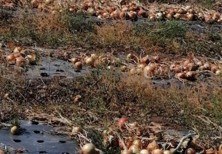 Productores de Tierras Altas exigen el retiro de cebolla importada