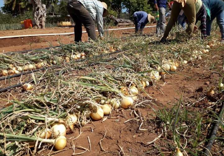 A los productores se les adeudan unos 570 mil balboas, por la venta de 13 mil 60 quintales de cebolla 