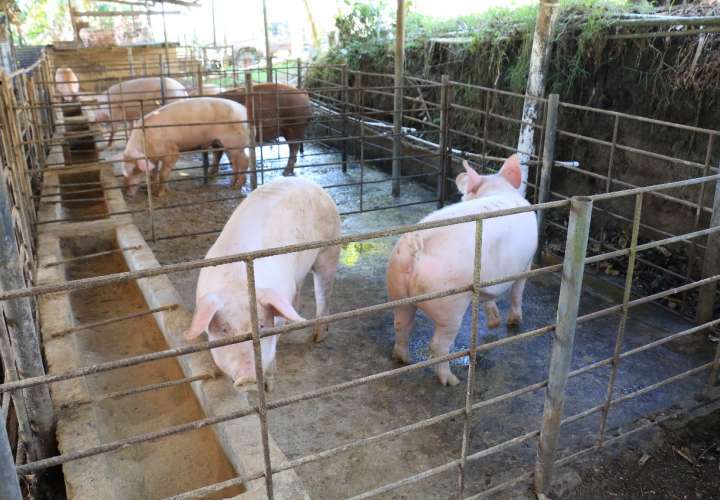 1,800 cerdos se ahogaron en Azuero; se estiman pérdidas por $250 mil