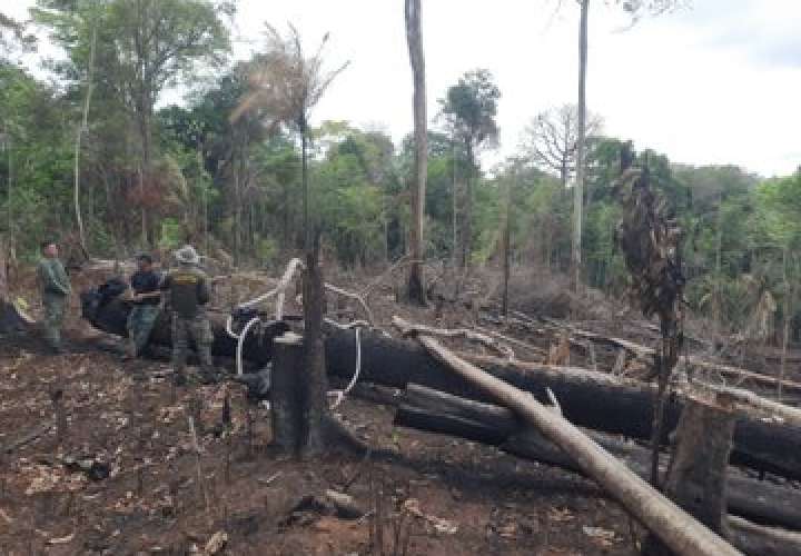 Investigan tala e incendio en Chimán