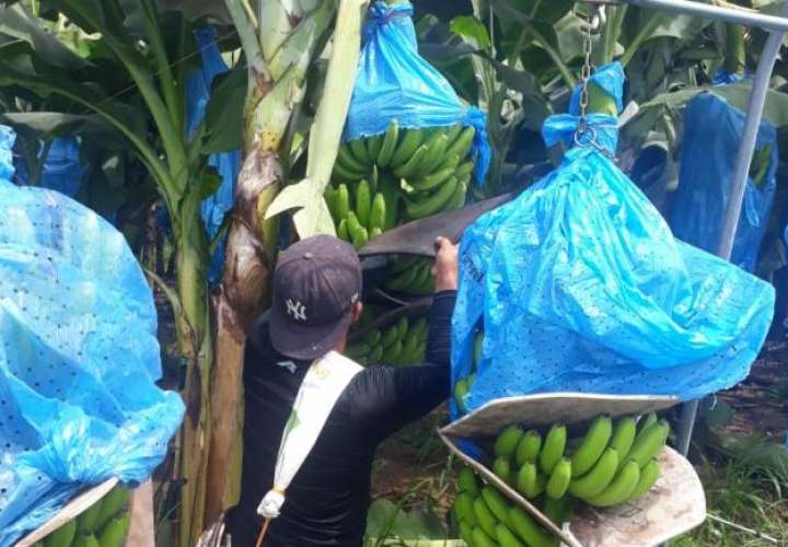 Sindicato bananero levanta huelga tras primeros consensos en diálogo