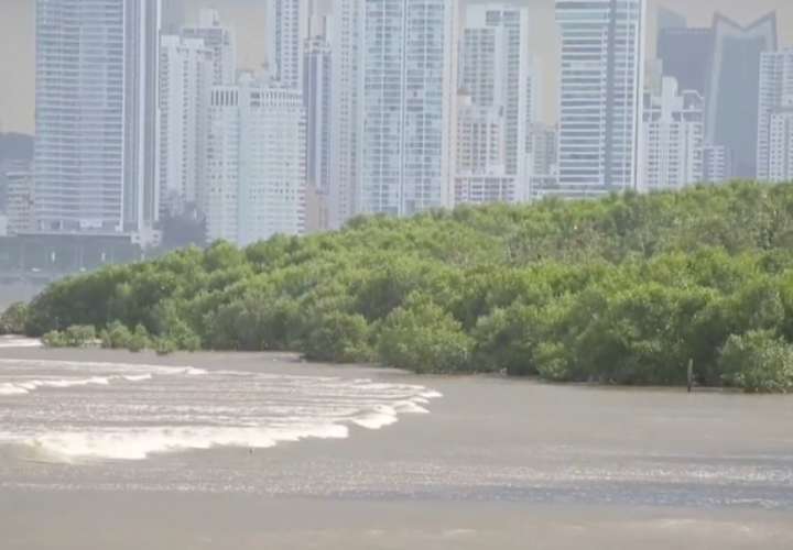 El manglar de la Bahía de Panamá, amenazado por la presión humana y el clima