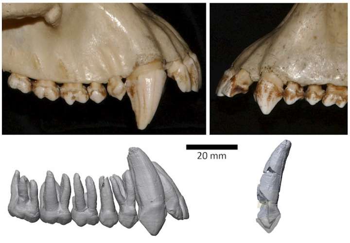 Comparación de los dientes caninos superiores de un chimpancé común macho, Pan troglodytes (arriba a la izquierda), un chimpancé hembra (arriba a la derecha), un A. ramidus macho (abajo a la izquierda) y un A. ramidus hembra (abajo a la derecha). EFE