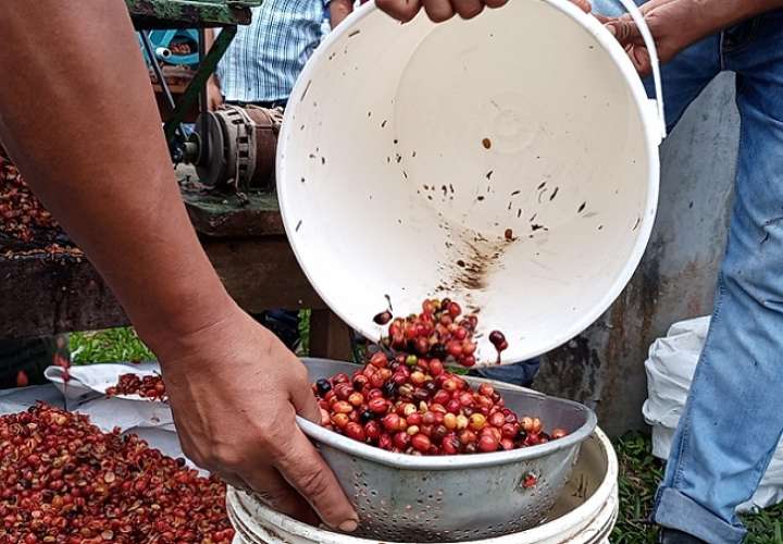 En el distrito de Capira el cultivo de Robusta Mejorado (Canephora) es realizado por 300 productores.