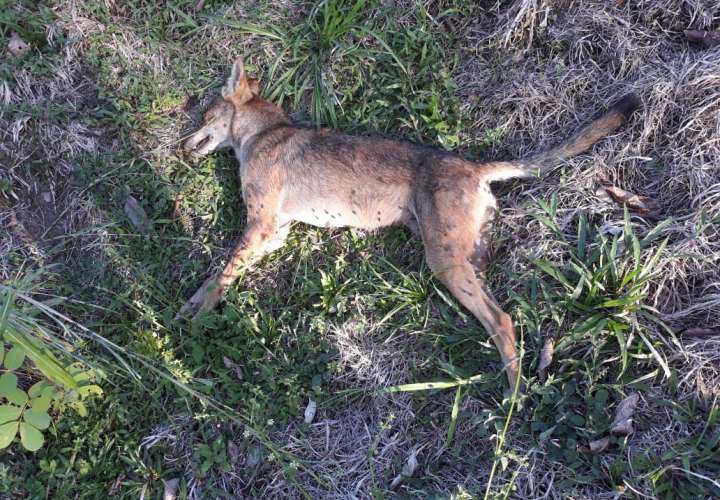 Coyotes atacan en  Boquerón