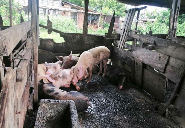 Los porcinocultures de Azuero aseguran que la situación es dura debido al alza de los precios de los insumos.
