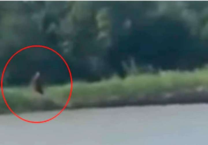Graban aparición de una criatura 'mitad humana y mitad perro' en un río de Texas