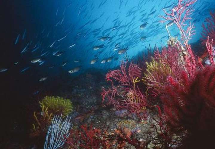 La crisis climática podría desplazar a especies marinas a zonas más profundas