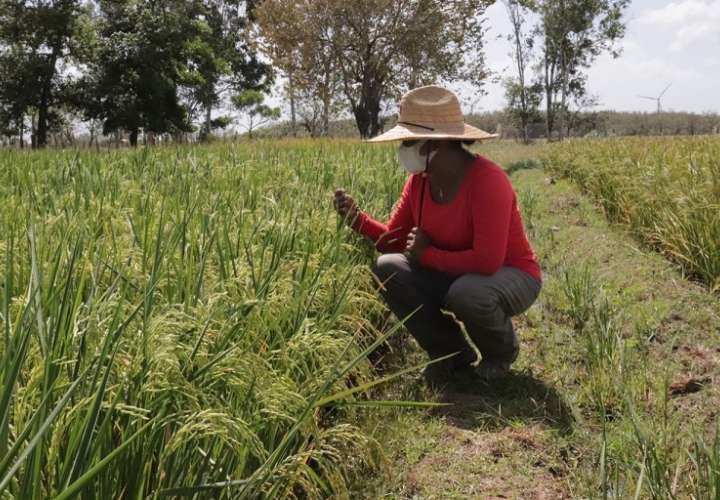 Las investigaciones están dirigidas al mejoramiento genético del arroz, resistencia a plagas y adaptación climática.