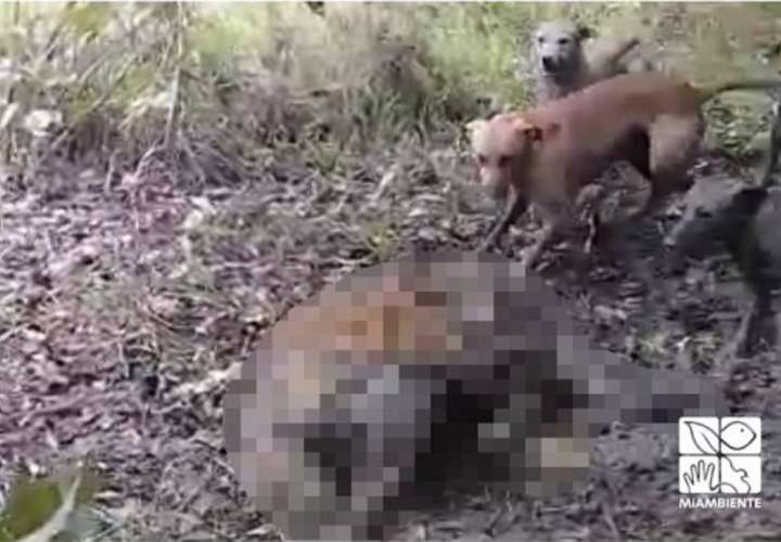 Identifican y están tras la pista de cazadores que matan jaguar en Darién
