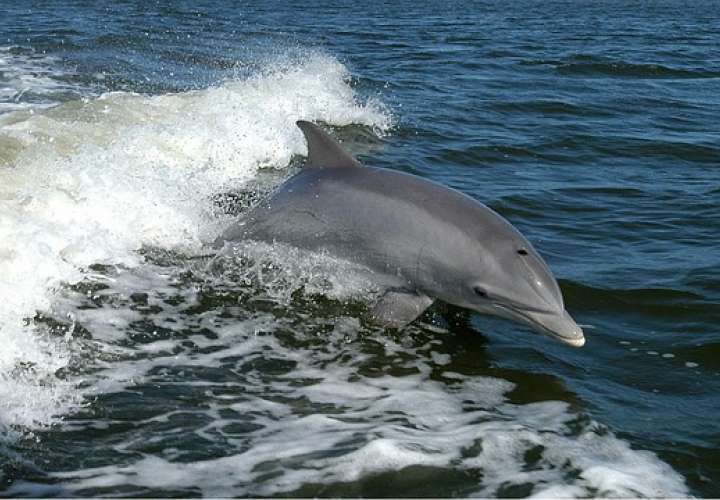 Hace dos días fue encontrado muerto 1 delfín en Mata Oscura, Veragua Foto: Ilustrativa: Pixabay