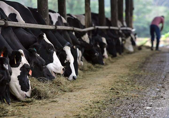 Suspensión de importación de leche desde Costa Rica afecta mercado panameño