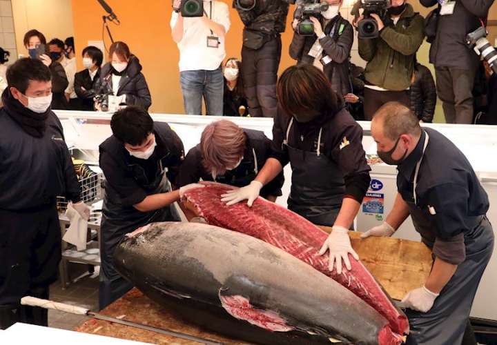 Ejemplar de atún rojo de 211 kilos, capturado en el pueblo de Oma, en la costa de Aomori (norte). EFE