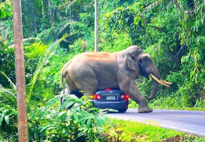 Elefante se sienta encima automóvil cargado de turistas en Tailandia (Video)