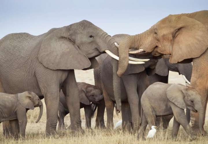 La mayoría de los elefantes de este parque se sienten cómodos en presencia de humanos, y algunos incluso han recibido nombres. EFE/Archivo