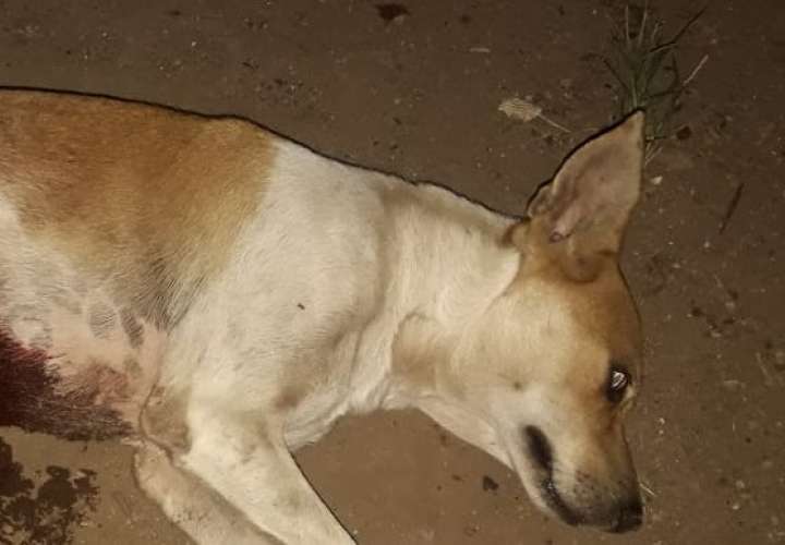 Matan a perro a punto de balazos en Los Santos