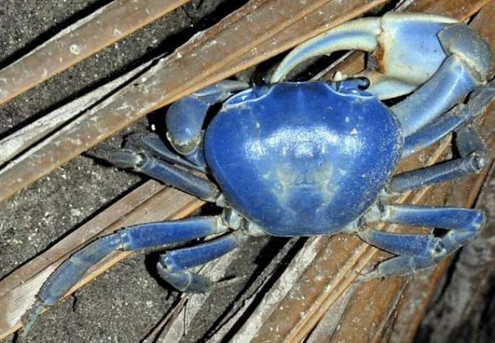 Cangrejo azul, vigilados para su protección 