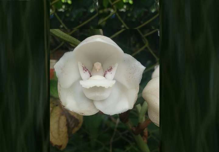 La Flor del Espíritu Santo, delicada orquídea que con sus pétalos color blanco marfil forma la figura de una paloma y es emblema nacional de Panamá. Foto: ATP