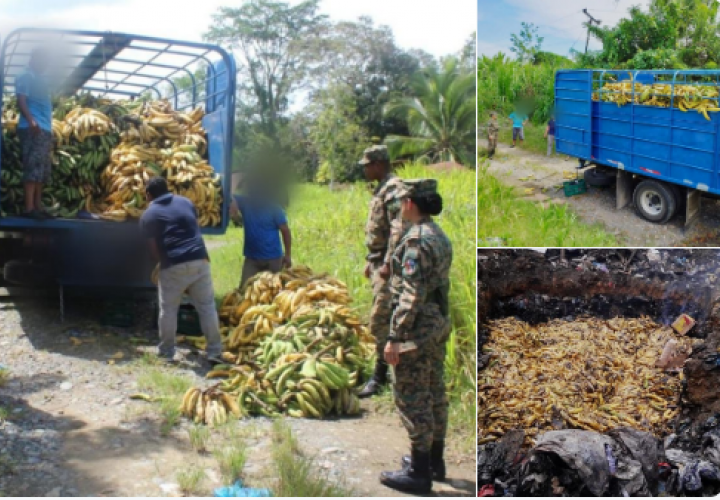 Decomisan un montón de plátanos en Bocas 