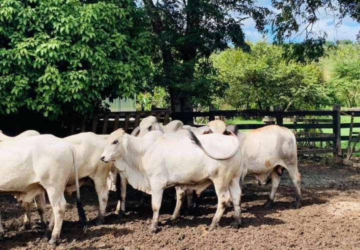 Hurto de ganado aumenta en Colón