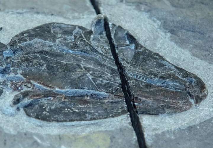 El fósil de la mandíbula del Gordodon kraineri, un hervívoro de 1,5 metro (5 pies) de largo y pesaba unos 34 kilos (75 libras), que fue descubierto en 2013 cerca de la población de Alamogordo, en Nuevo México. EFE