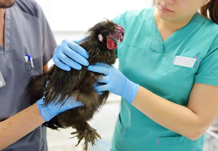 La gripe aviar es una enfermedad vírica aguda, altamente contagiosa y fatal para los pollos y pavos.