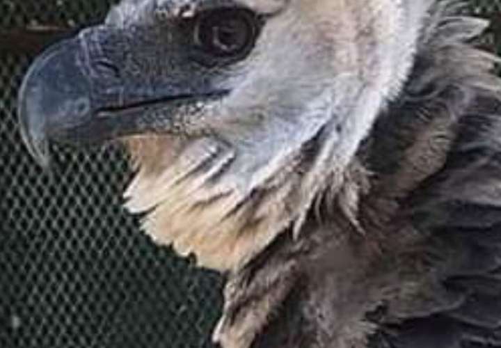 Autoridades y fundaciones buscan recuperar Águila Harpía que fue hurtada 