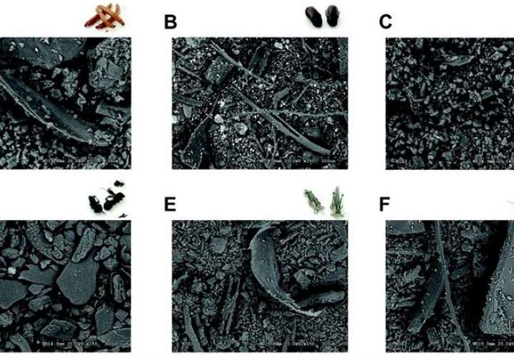 magen obtenida con microscopía electrónica de harinas de diferentes insectos: gusano de la harina (A), escarabajo (B), oruga (C), hormiga (D), langosta (E) y grillo (F). Fotografía cedida por la Universidad Autónoma de Madrid. EFE