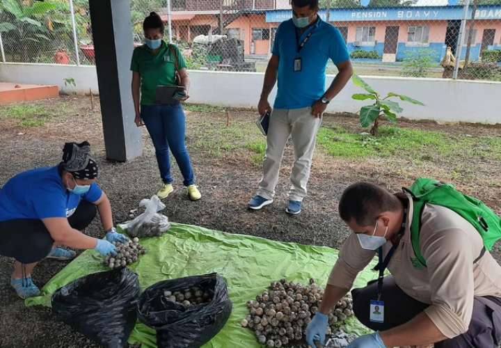 Otro que cae con más de 1,000 huevos de tortuga en Tonosí