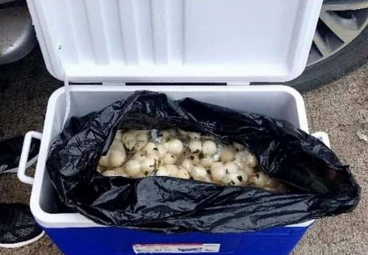 El pasado 28 de noviembre una persona fue aprehendida en flagrancia, mientras comercializaba huevos de tortuga cerca de un semáforo en Las Tablas.