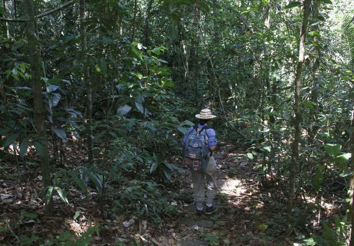 La Nasa financiará plan de manejo de bosques en Panamá