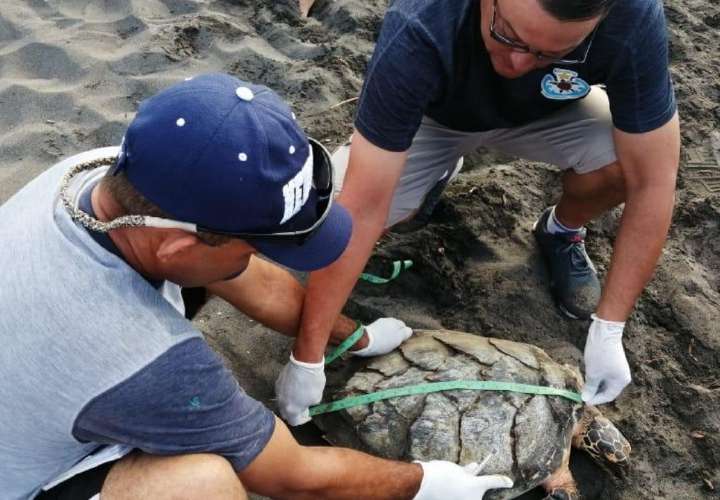 Rescatan una tortuga carey en La Barqueta 