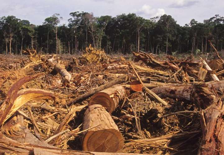 ¿Y qué pasó con la investigación de la deforestación en Darién?