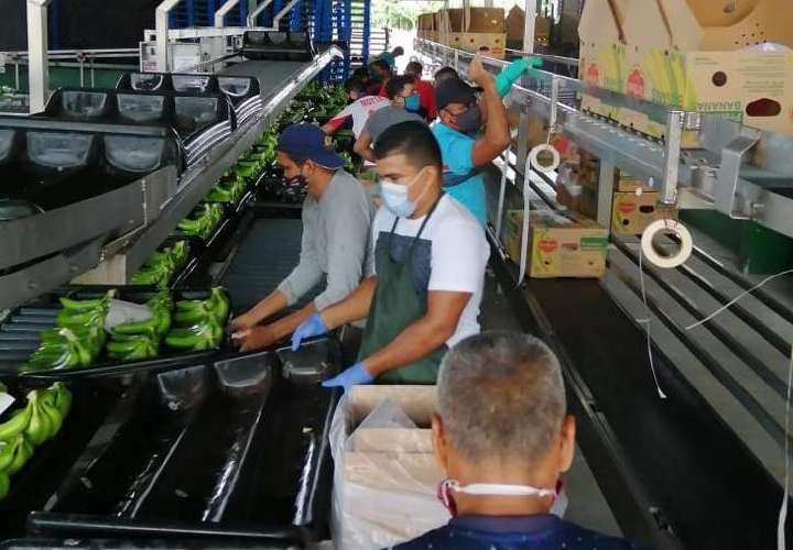 Habilitan empacadoras panameñas para exportar bananos a China
