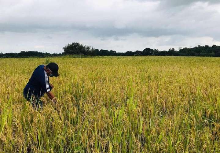 Molinos han comprado el 50% de la producción de arroz