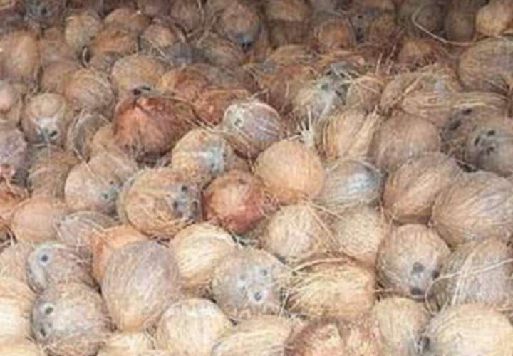 Aumentan precio del coco en Guna Yala