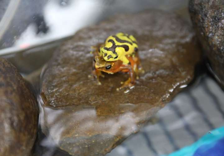 Panamá realiza esfuerzos para proteger y conservar la rana dorada