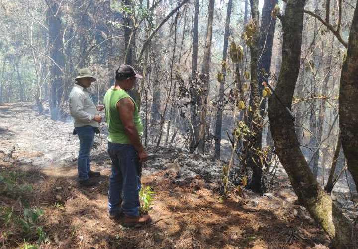Reserva Forestal de Alto Guarumo perdió 50 hectáreas por incendio