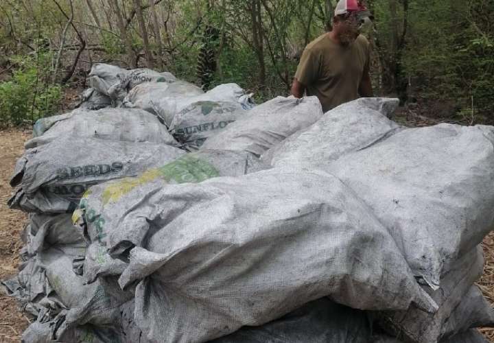 Decomisan 120 sacos con carbón vegetal en manglares de Chame
