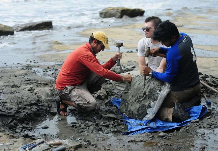 Fósiles marinos revelan historia sobre el pasado profundo de Panamá