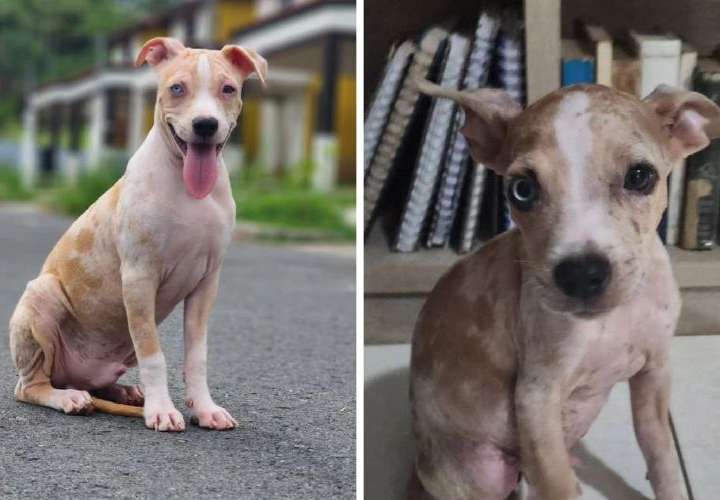 Rescata a cachorro y ahora aparece sujeto reclamando al can